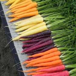 Hạt Giống Cà Rốt Mini cầu vồng