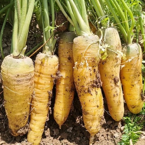 Hạt giống cà rốt vàng