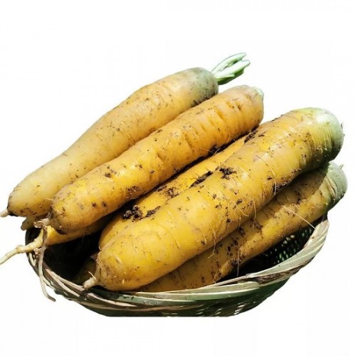 Hạt giống cà rốt vàng