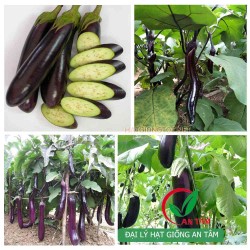Hạt giống cà tím quả dài