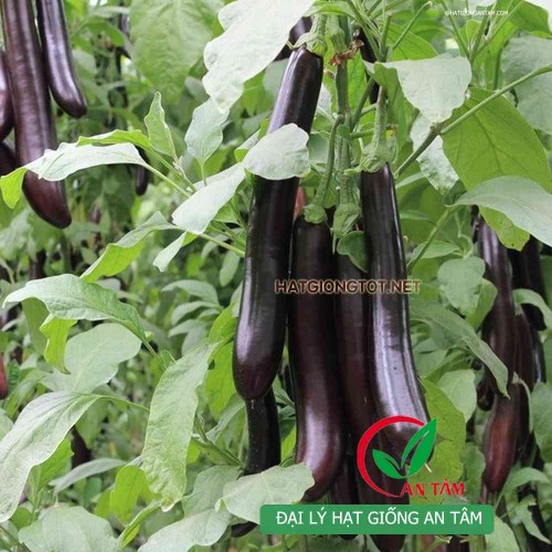 Hạt giống cà tím quả dài