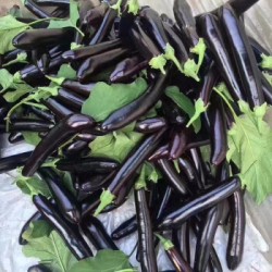 Hạt giống cà tím quả dài