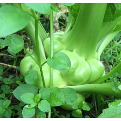 Hạt giống cải su hào giòn ngon