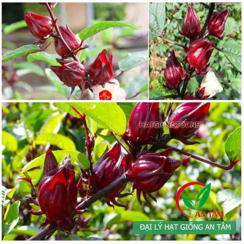Hạt giống cây bụp giấm(atiso đỏ)