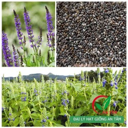 Hạt giống cây chia Hạt giống cây chia