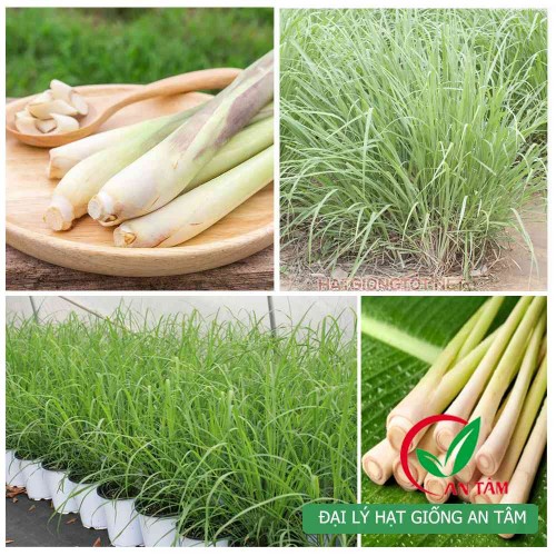 Hạt giống cây sả(sả chanh)