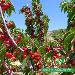 Hạt giống cherry (Anh Đào)