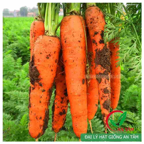Hạt giống carot F1