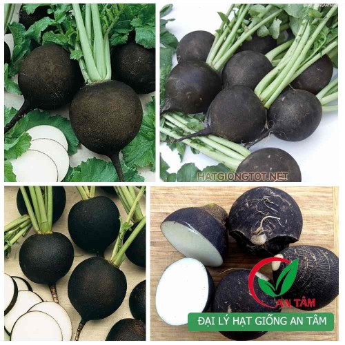 Hạt giống củ cải đen