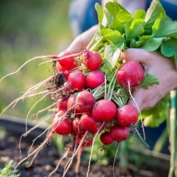 Hạt giống củ cải đỏ mini