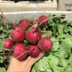 Hạt giống củ cải đỏ mini