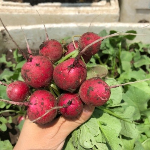 Hạt giống củ cải đỏ mini