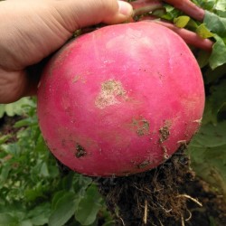 Hạt giống củ cải đỏ khổng lồ