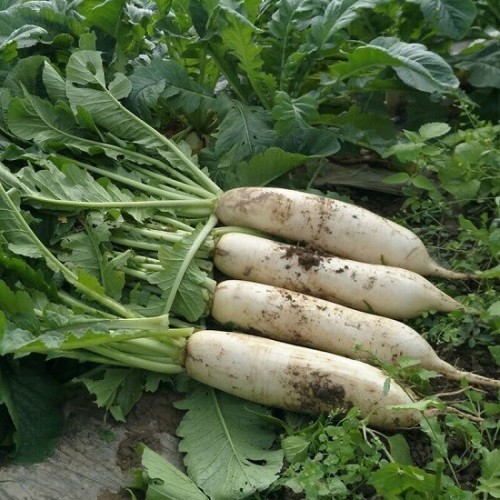 Hạt giống củ cải đường chịu nhiệt