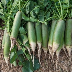 Hạt giống củ cải đường xanh siêu ngọt