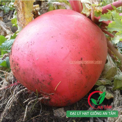 Hạt giống củ cải đỏ khổng lồ
