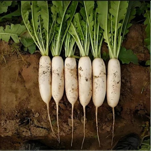 Hạt giống củ cải trắng