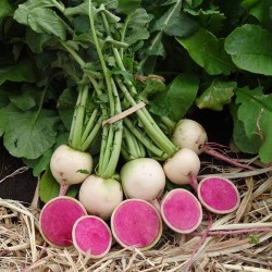 Hạt giống củ cải ruột đỏ F1