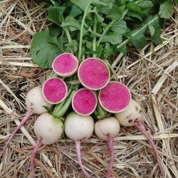 Hạt giống củ cải ruột đỏ F1