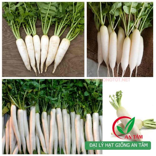Hạt giống củ cải trắng