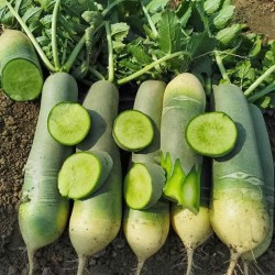 Hạt giống củ cải đường xanh siêu ngọt