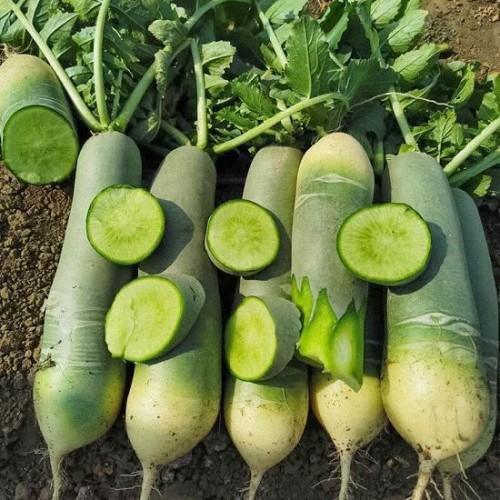 Hạt giống củ cải đường xanh siêu ngọt