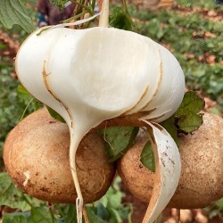 Hạt giống củ đậu F1 Hạt giống củ đậu F1