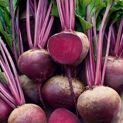 Hạt giống củ dền đỏ