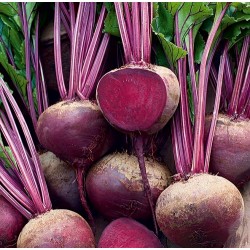 Hạt giống củ dền đỏ