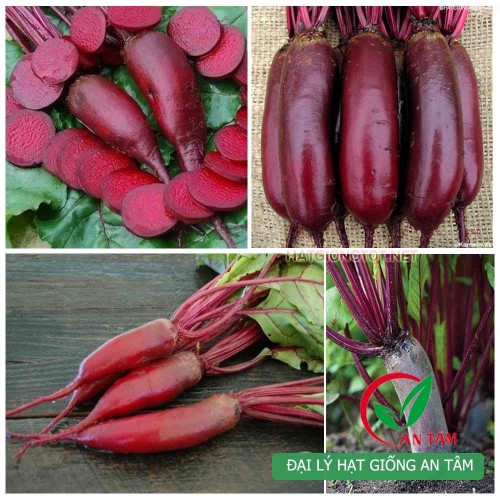 Hạt giống củ cải đỏ dài