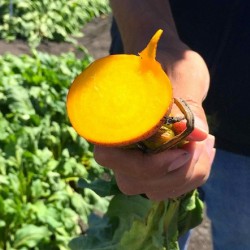 Hạt giống củ dền vàng