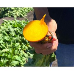 Hạt giống củ dền vàng