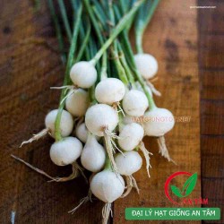 Hạt giống củ hành tăm(củ nén)