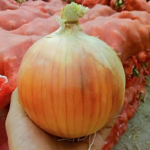 Hạt giống hành tây F1 