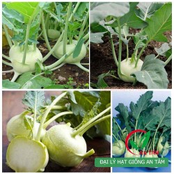 Hạt giống củ su hào