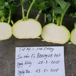 Hạt giống củ su hào