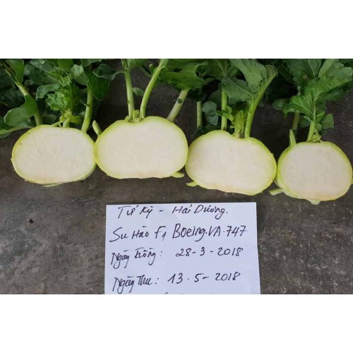 Hạt giống củ su hào