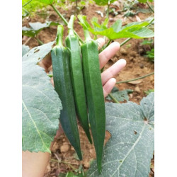 Hạt giống đậu bắp xanh lùn