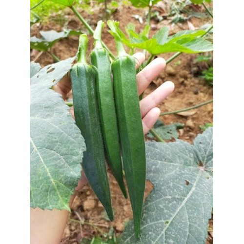 Hạt giống đậu bắp xanh lùn