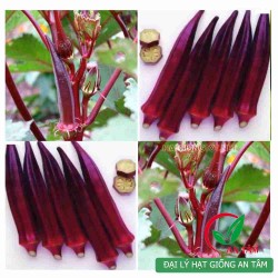 Hạt giống đậu bắp đỏ cao sản Hạt giống đậu bắp đỏ cao sản