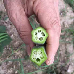 Hạt giống đậu bắp xanh cao sản