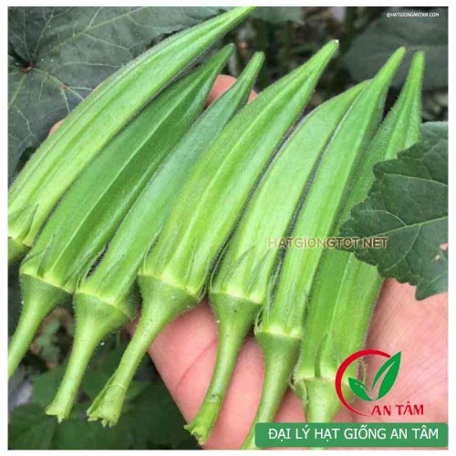Hạt giống đậu bắp xanh lùn