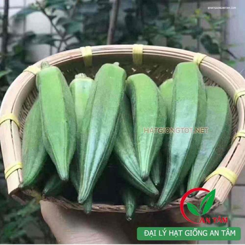 Hạt giống đậu bắp xanh lùn