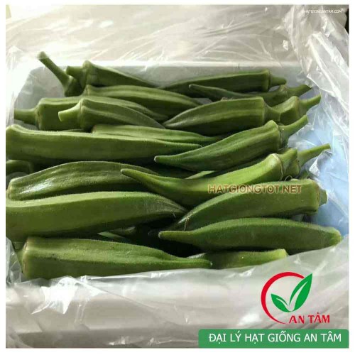Hạt giống đậu bắp xanh lùn