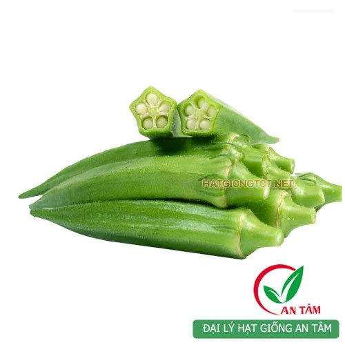 Hạt giống đậu bắp xanh lùn