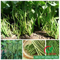 Hạt giống đậu cove lùn Hạt giống đậu cove lùn