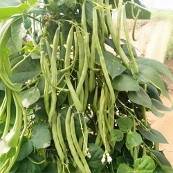 Hạt giống đậu cove leo