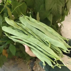 Hạt giống đậu cove leo mỹ