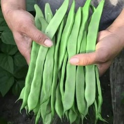 Hạt giống đậu cove leo mỹ