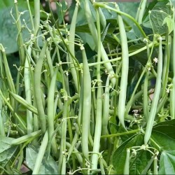 Hạt giống đậu cove lùn Hạt giống đậu cove lùn